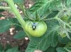 A colourful fly sitting on a tomato, in Oxford, UK. 